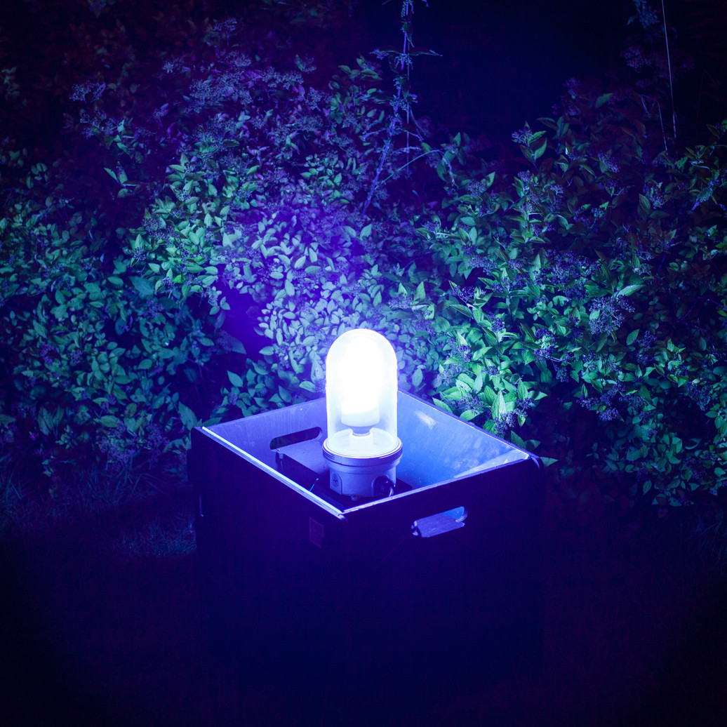 Build a Better Moth Trap: Will Different-colored Lights Affect How