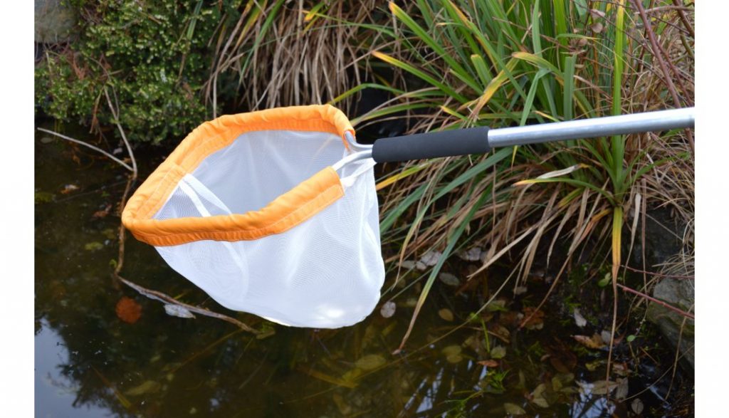 The NHBS Guide to Pond Dipping