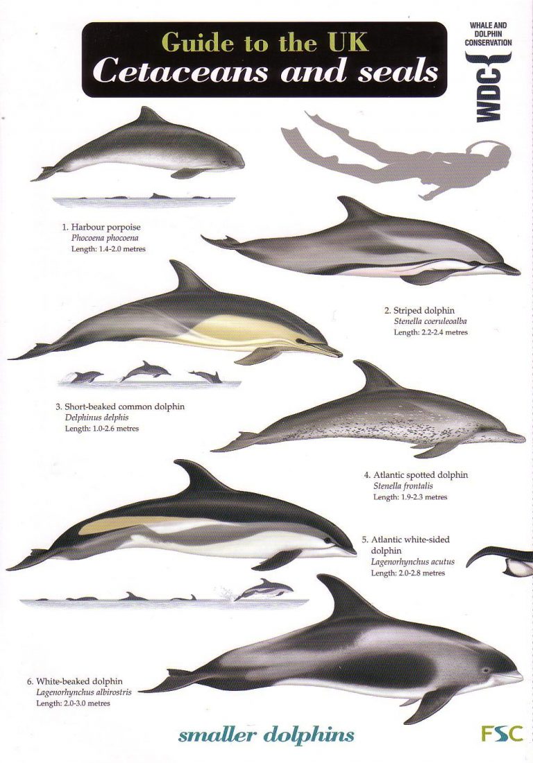 a study of the cetacea order It may be possible to use a study of patterns of correlations among morphological traits to test hypotheses of developmental links among organ (order: cetacea. a study of the cetacea order It may be possible to use a study of patterns of correlations among morphological traits to test hypotheses of developmental links among organ (order: cetacea.
