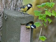 Top 10 Bird Boxes for Trees and Woodland