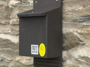 Top 10 Bat Boxes for Walls and Fences