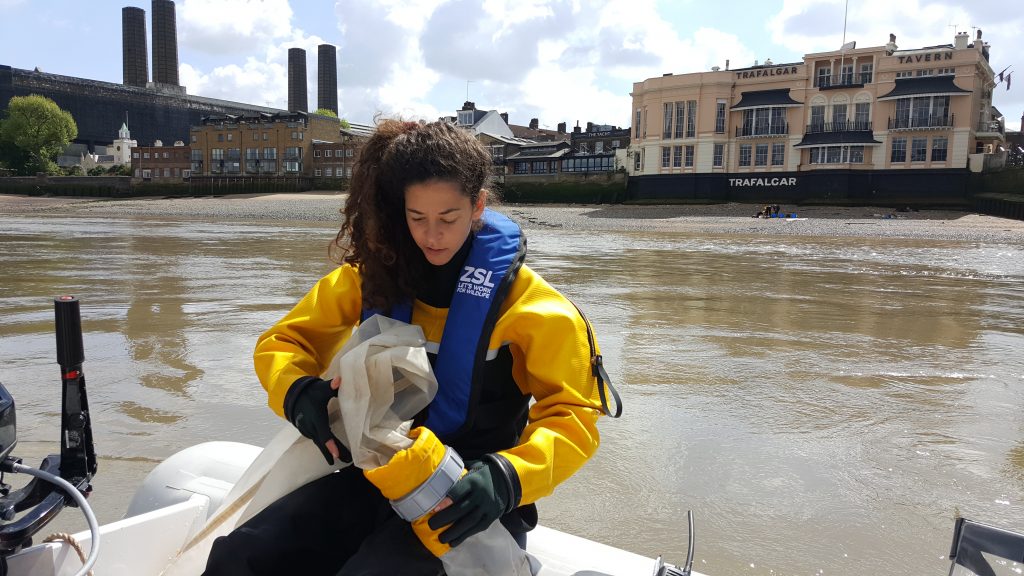 Ichthyoplankton Net in the Thames