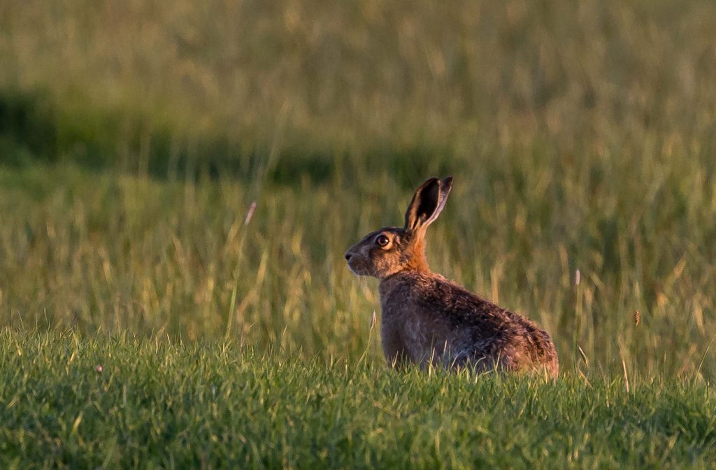 Brown Hare by Sheppy 9000 via Flickr Creative Commons. National Mammal Week 2017.