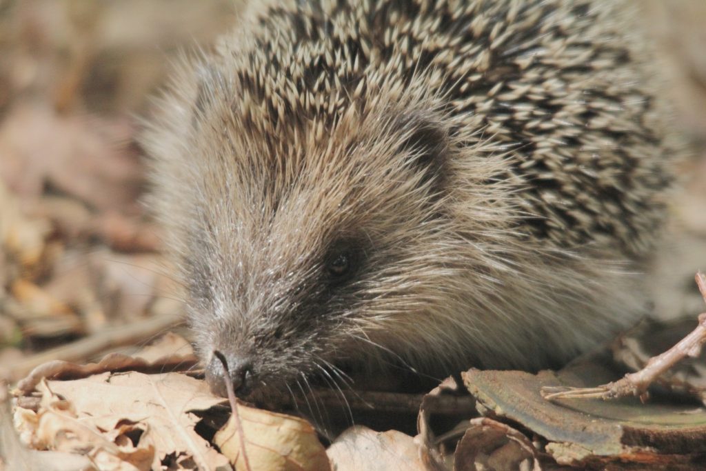 Hedgehog Facts and FAQs. Image by Milo Bostock.
