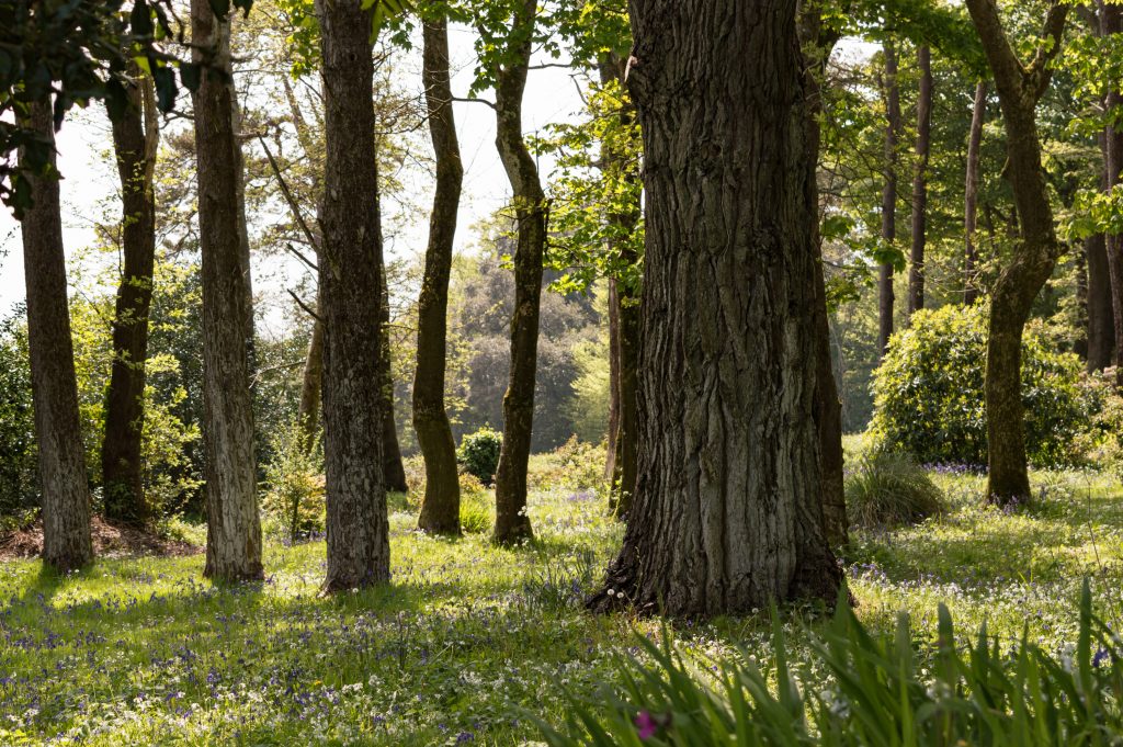 Woodland Walk by Ted Rabbitts