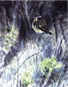 Whinchat, Blakeney by Richard Johnson