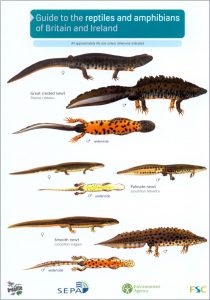 The Nhbs Guide To Uk Amphibian Identification