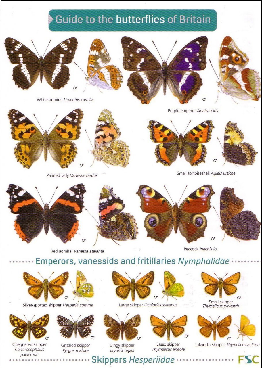 Семейства бабочек
