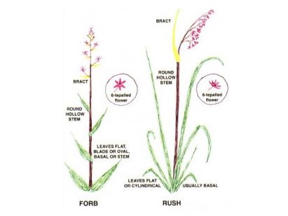 Start to Identify Grasses: An Interview With Faith Anstey