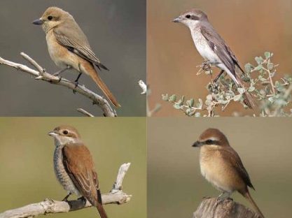 Handbook of Western Palearctic Birds: Interview with Lars Svensson and Hadoram Shirihai