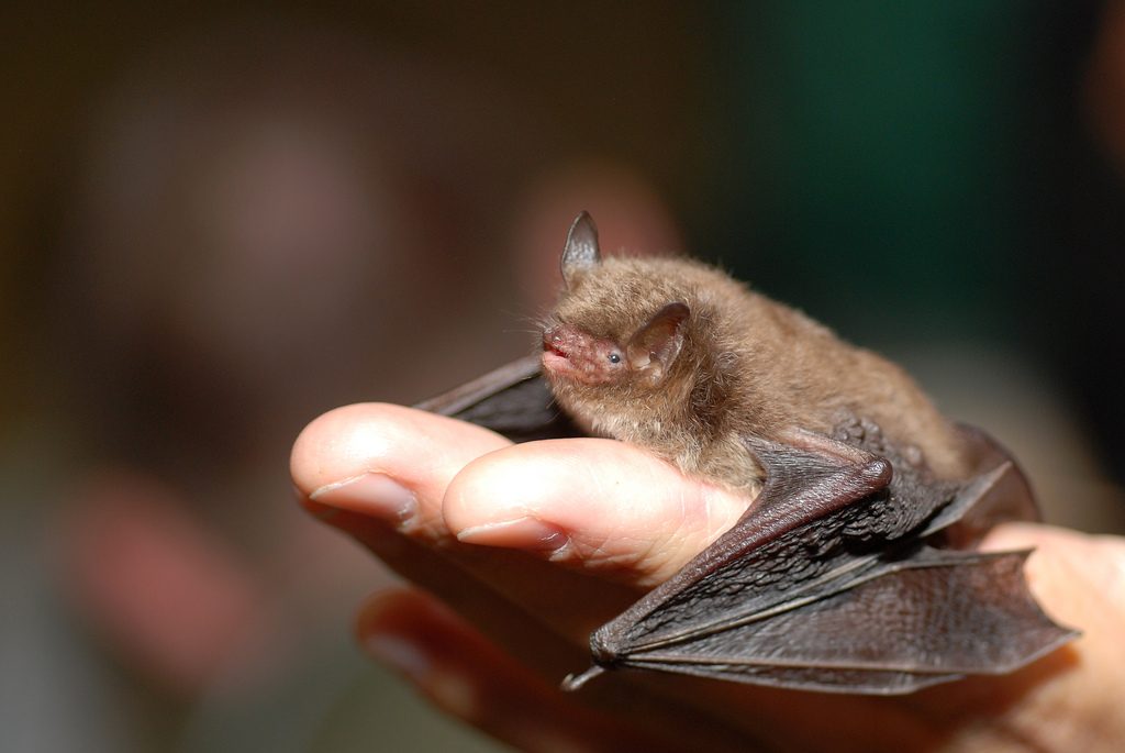 A close-up of a Daubenton's bat. Image captured by Gilles San Martin via Flickr (CC BY 2.0).