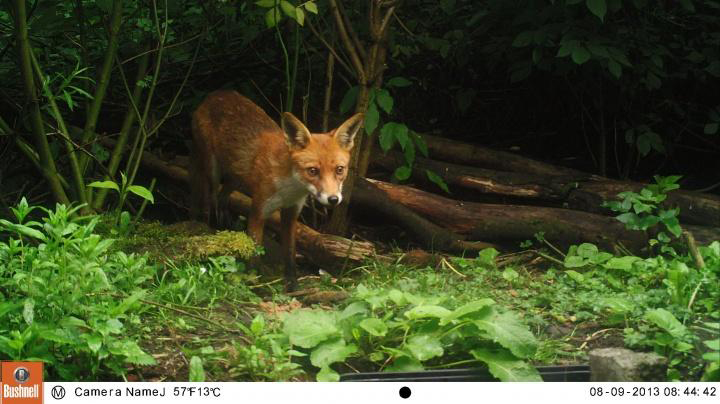 Red Fox Bushnell Trail Camera