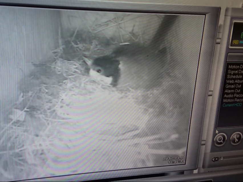 Watching Wildlife – How to choose the right Nest Box Camera