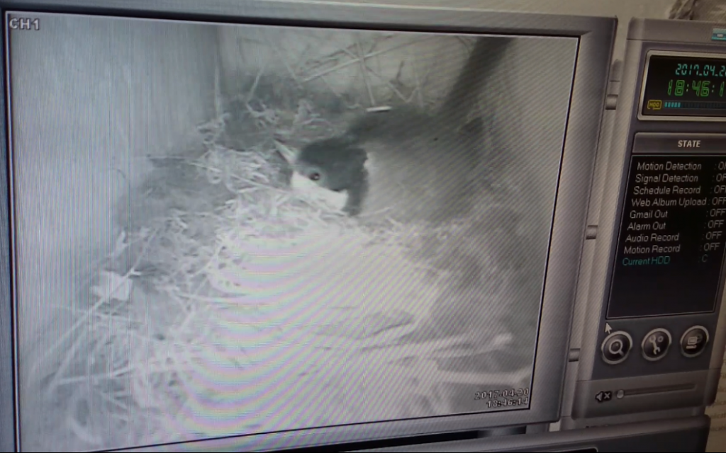 Nest Box Camera