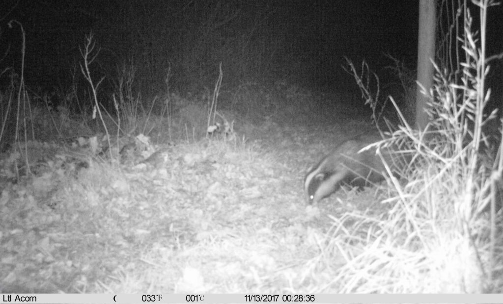 Badger photo Ltl Acorn Trail Camera