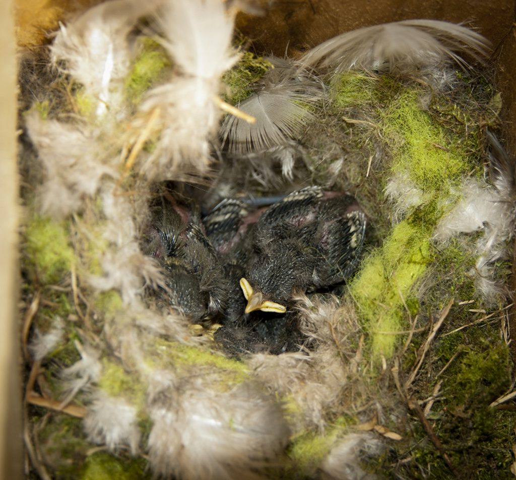 nest box camera
