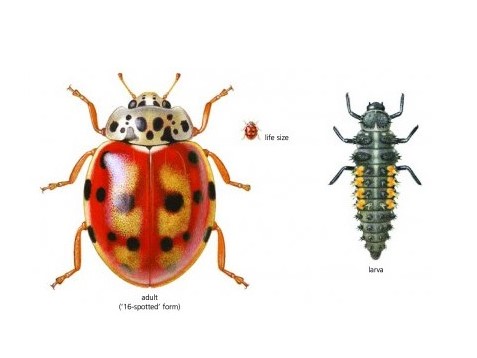 Field Guide to the Ladybirds of Britain and Ireland: