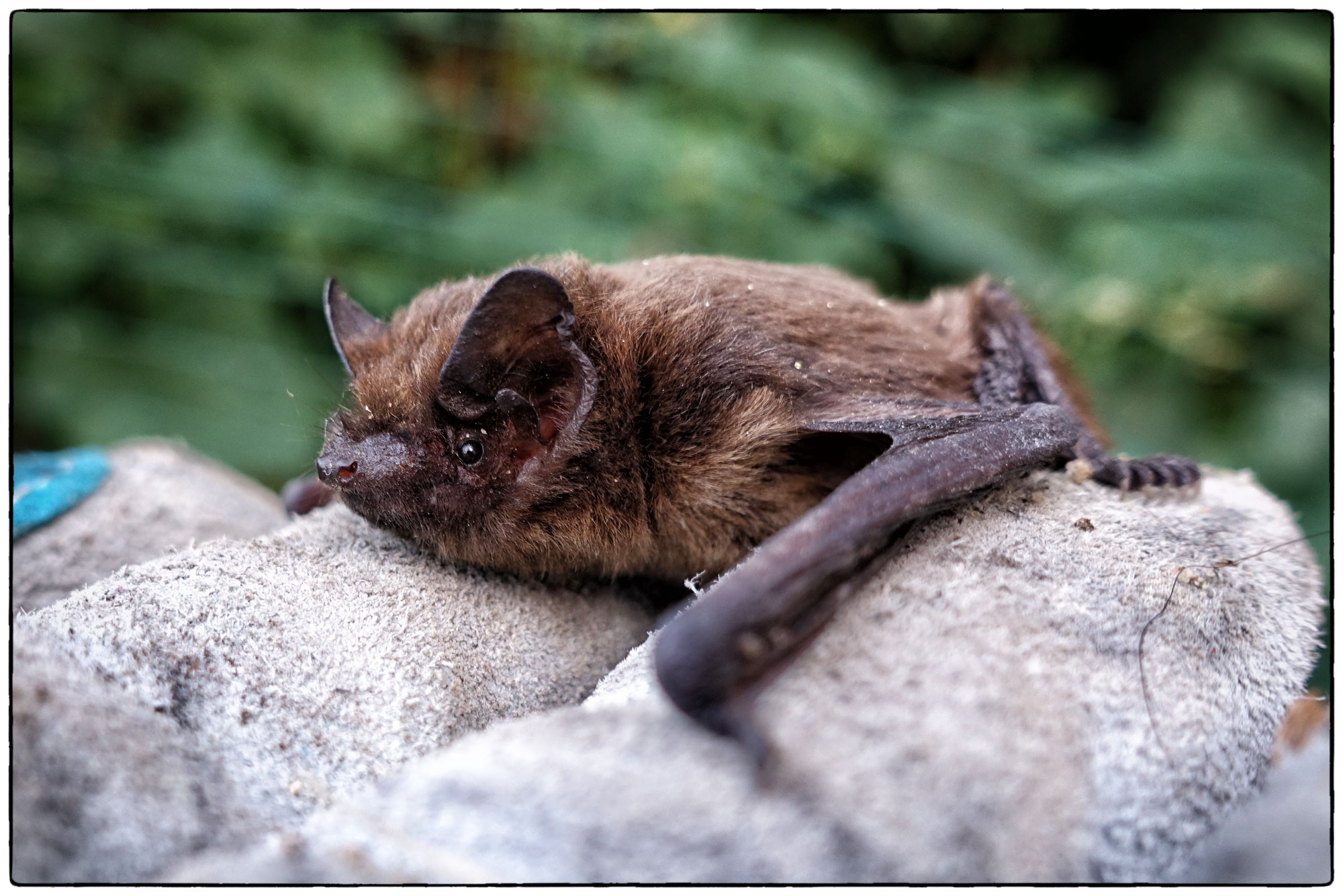 Фотография кожан. Нетопырь-карлик pipistrellus pipistrellus. Лесной нетопырь. Летучая мышь нетопырь карлик. Нетопырь Лесной (pipistrellus nathusii).