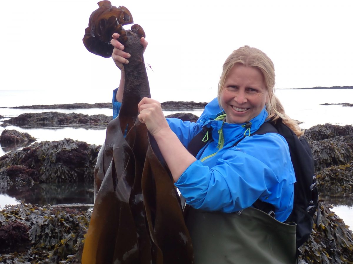 28 April Hannafore Heather with Furbelows kelp (1) - Hoopoe - A blog by ...