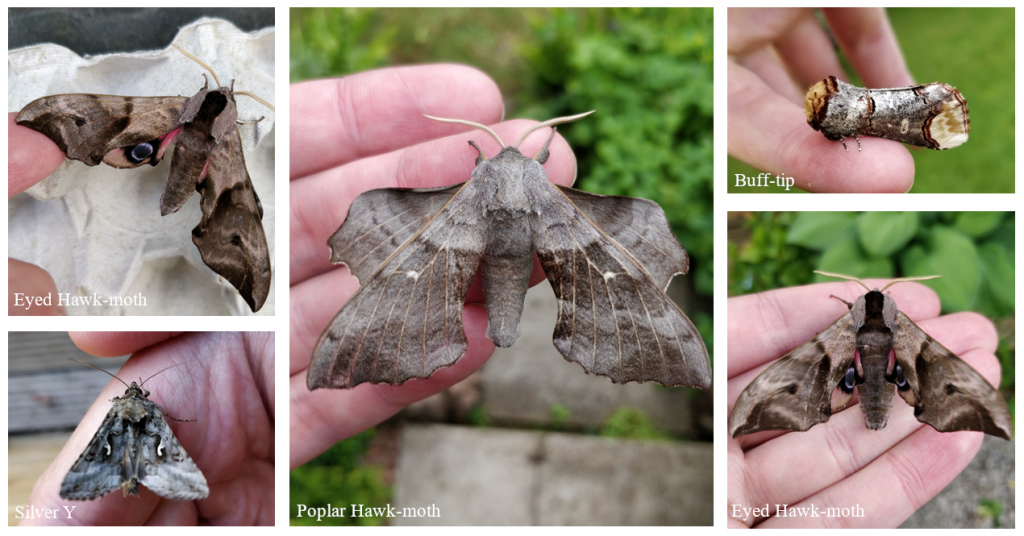 Moth trap - Ask an expert - Wildlife - The RSPB Community