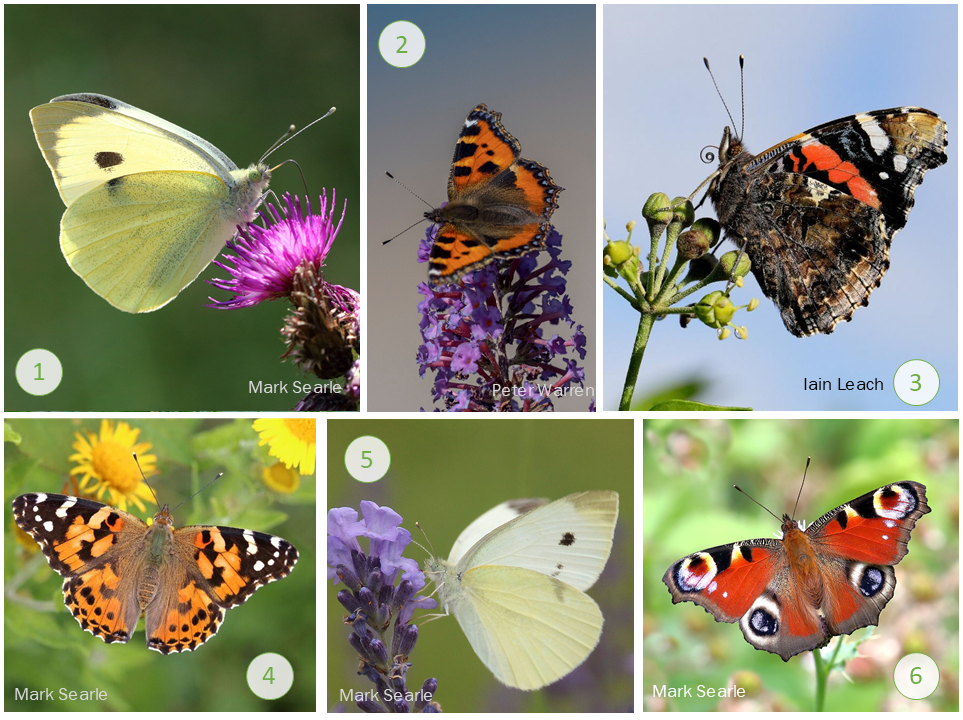 The NHBS Guide To UK Butterfly Identification