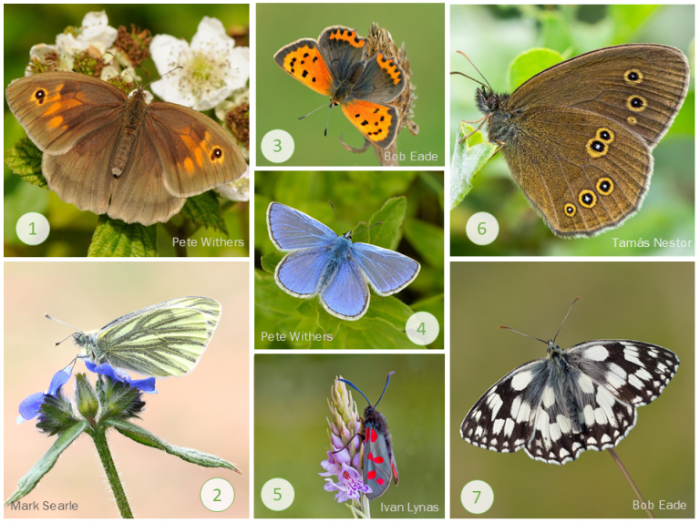 The NHBS Guide To UK Butterfly Identification