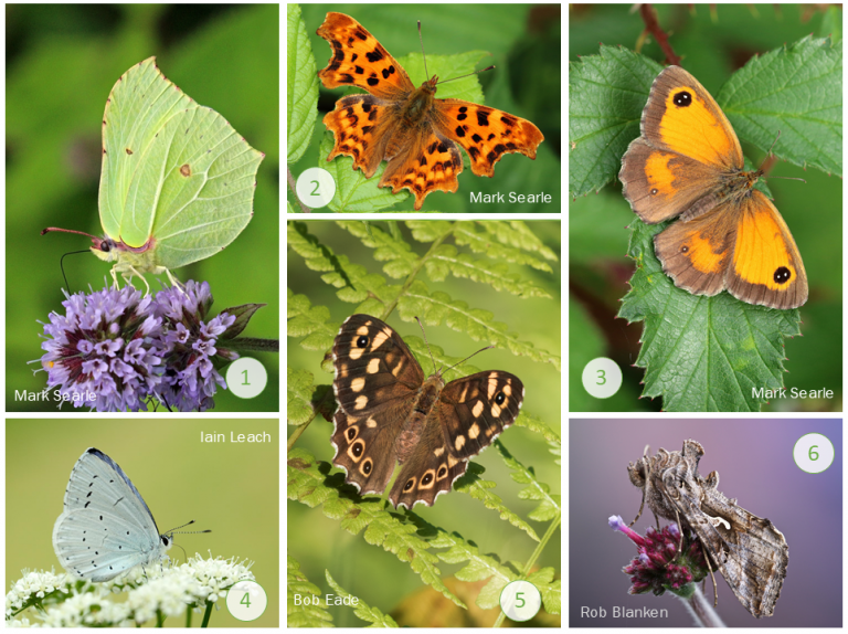 The NHBS Guide To UK Butterfly Identification