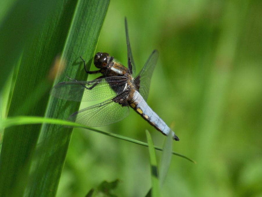 British Dragonfly Week – Author Interview with Dave Smallshire