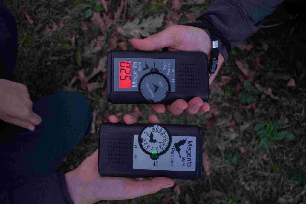 The NHBS Guide to Bat Detecting for Beginners - Hoopoe - A ...