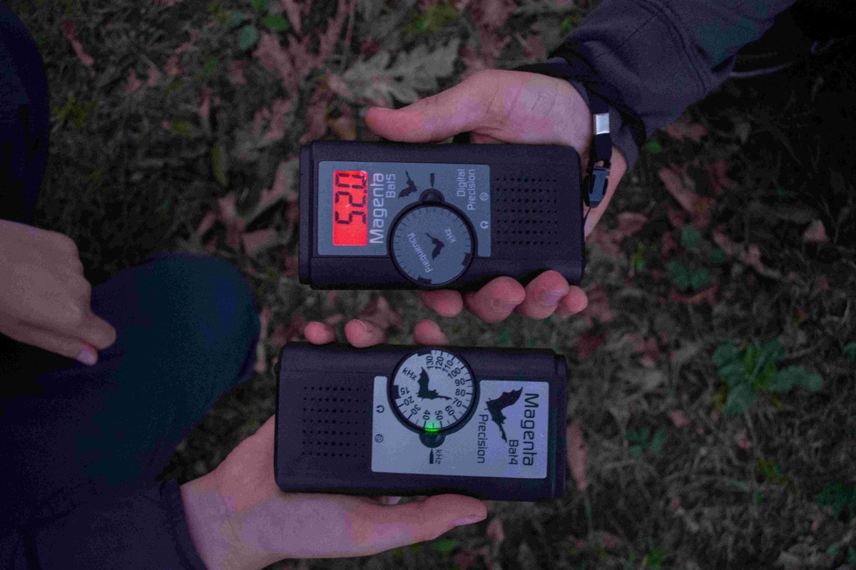 The NHBS Guide to Bat Detecting for Beginners