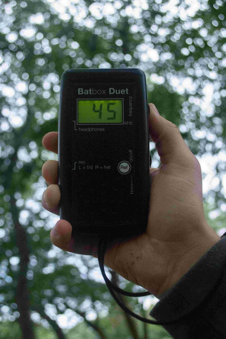 The NHBS Guide to Bat Detecting for Beginners