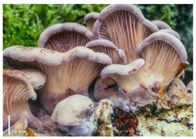 Danish fungi as represented in the herbarium of ERostrup . If f 1 iH 1  lirifl ij 1 1 ,M Ill;II ii lil 1 J^ Fig. 29-30: Herpotrichia rubi Fuckel,  hab.-p. asc.