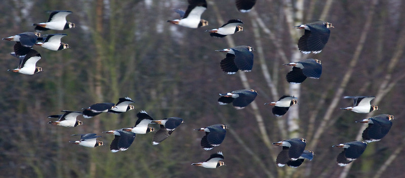 best wildlife binoculars 2014