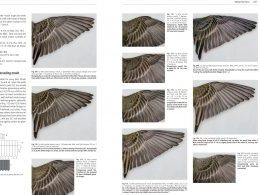 Author Interview: Lukas Jenni & Raffael Winkler, Moult and Ageing of European Passerines