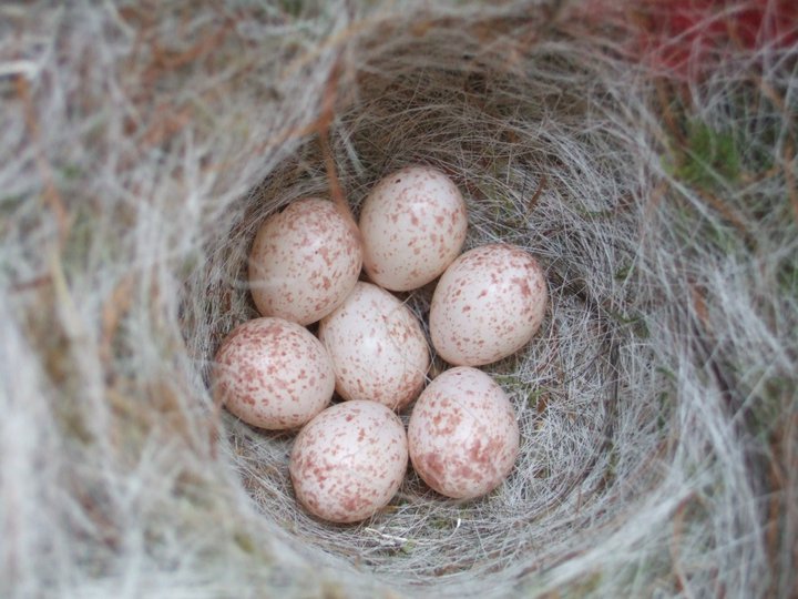 GARDENLIFE Nichoir Oiseaux Nest Box Egg