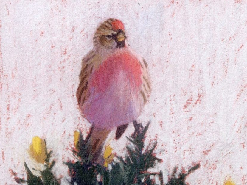 Red Sixty Seven: A Collection of Words and Art Inspired by Britain’s Most Vulnerable Birds