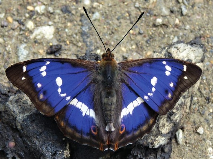 Author Interview: Matthew Oates, His Imperial Majesty: A Natural History of the Purple Emperor