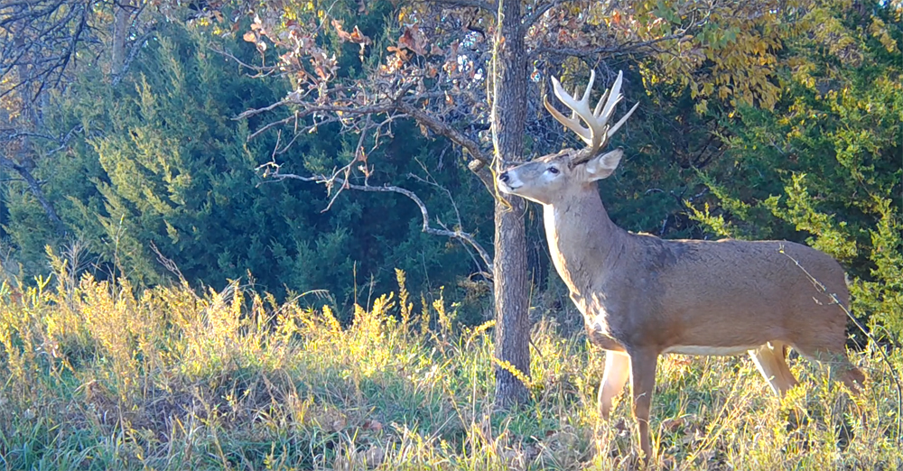 new trail cameras for 2020
