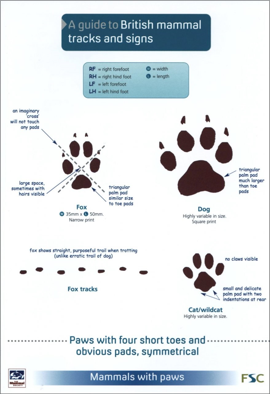 The NHBS Guide to UK Deer Identification