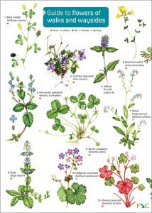 The Nhbs Guide To Uk Wild Flower Identification