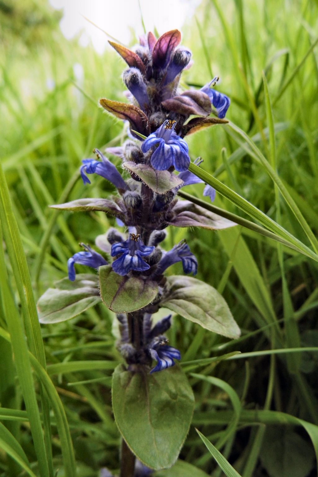 The NHBS Guide to UK Wildflower Identification