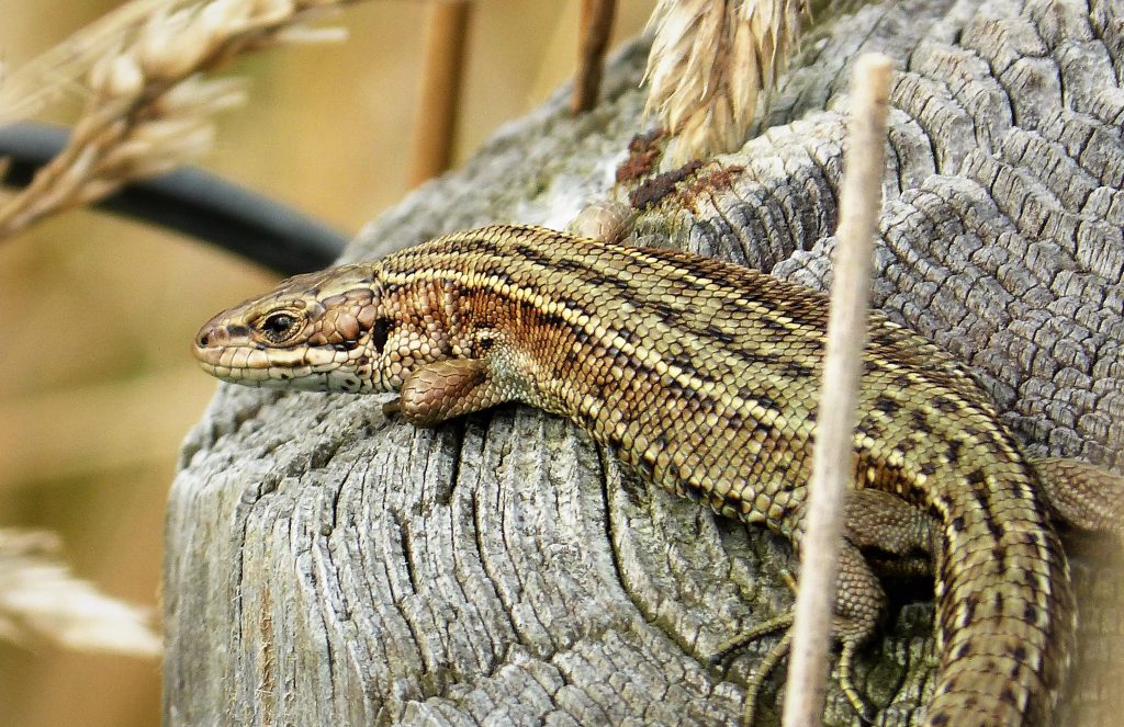 The NHBS Guide to UK Reptile Identification