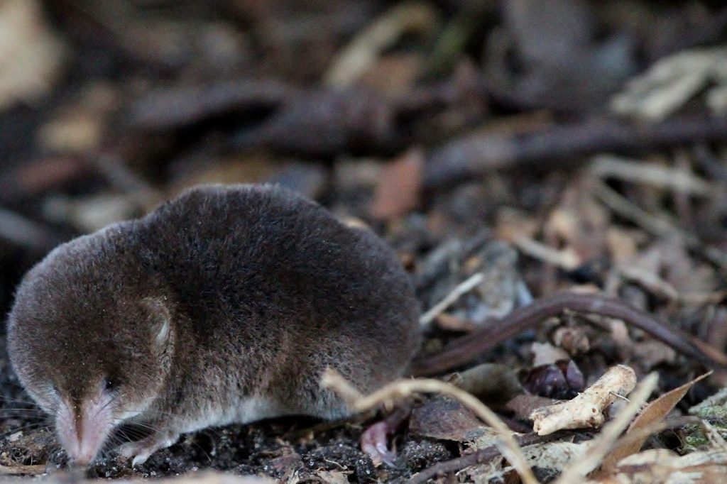 The Nhbs Guide To Uk Small Mammal Identification