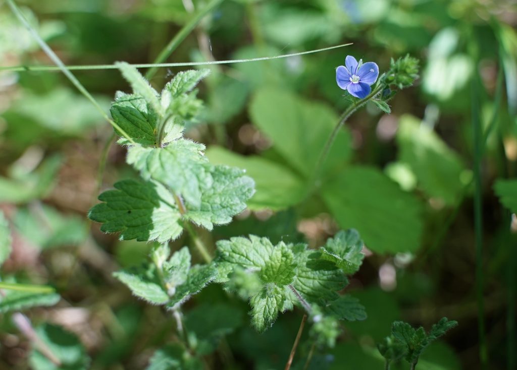 Nhbs Guide To Uk Wild Flower Identification