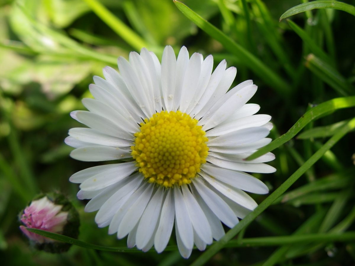 The NHBS Guide to UK Wildflower Identification