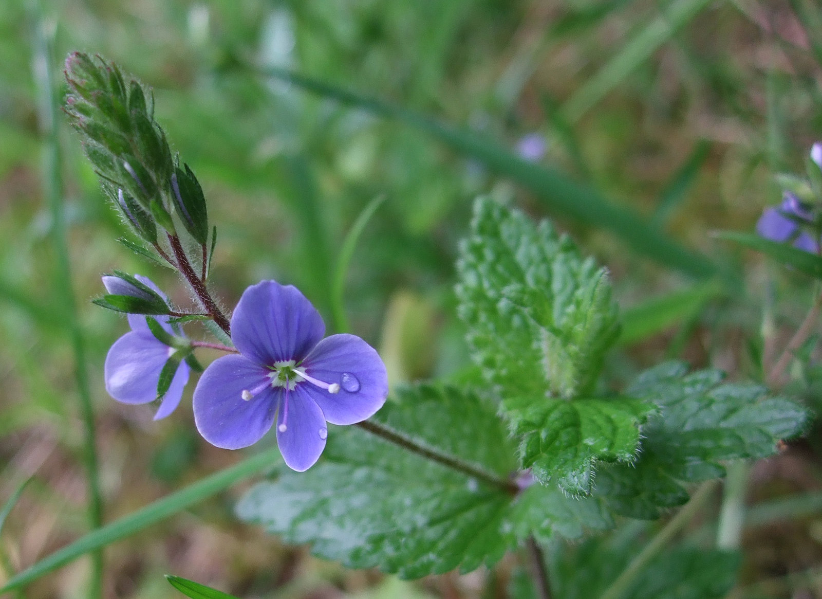 The NHBS Guide to UK Wildflower Identification