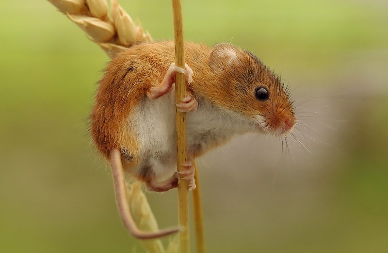 The NHBS Guide to UK Small Mammal Identification