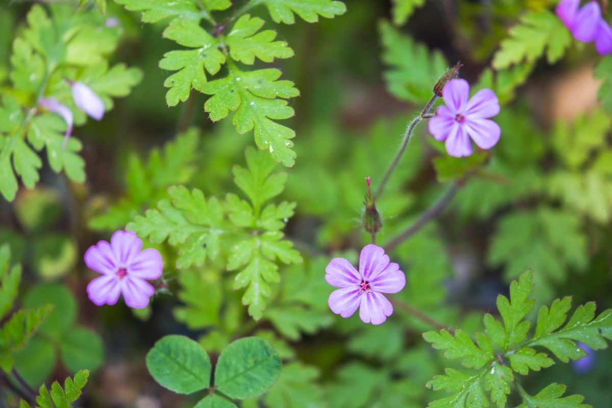 The NHBS Guide to UK Wildflower Identification