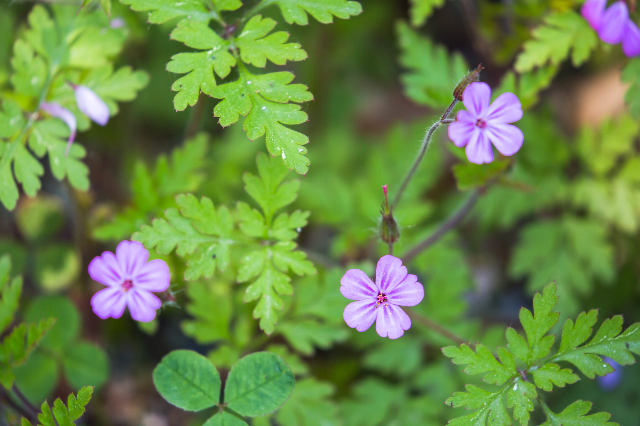 The NHBS Guide to UK Wildflower Identification