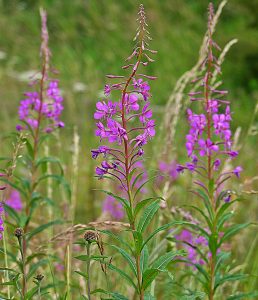 Nhbs Guide To Uk Wild Flower Identification